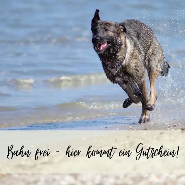 am Strand laufender Hund für Geschenk-Gutschein