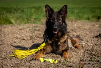 Schäferhund mit Friesenhund Fährtenzubehör - aufgenommen von Stefanie Loidl