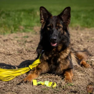 das kleine Friesenhund Outlet-Center
