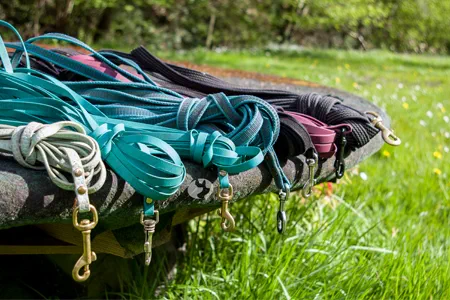 Friesenhund Fährtenleinen