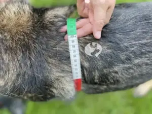 Böttcher-Geschirr Messanleitung Bild 3