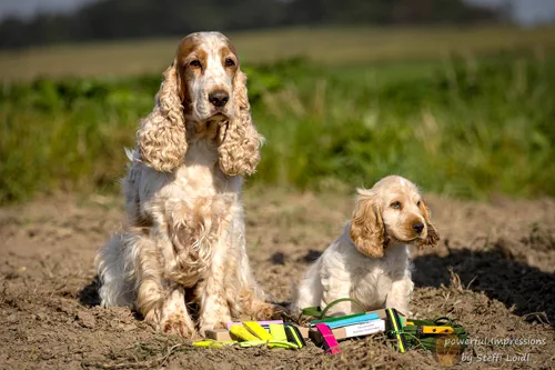 Englische Cocker Spaniel von Martin Rodzoch aufgenommen von Steffi Loidl