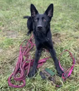 Friesenhund dein Online-Shop für individuelles Fährtenzubehör - Genya mit ihrer Friesenhund Fährtenausstattung