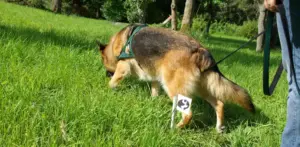So beginnst du die Fährtenarbeit mit deinem Hund - Cindy fährtet im Garten