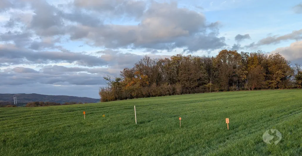 Eine Woche Fährtenarbeit mit Martin Rodzoch – unterwegs mit Genya im Sauerland