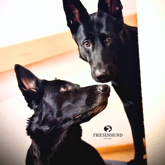 Friesenhund - Empfehlungen von Hundesportvereinen, Züchtern und tollen Handmade-Shops