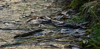 Fährtenarbeit im Winter: Futter, Gesundheit & Ausrüstung für dich und deinen Hund