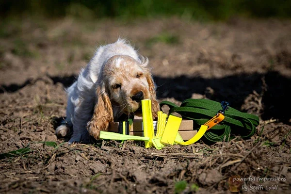 Kundenbild Carl mit Friesenhund Fährtenzubehör - aufgenommen von Steffi Loidl