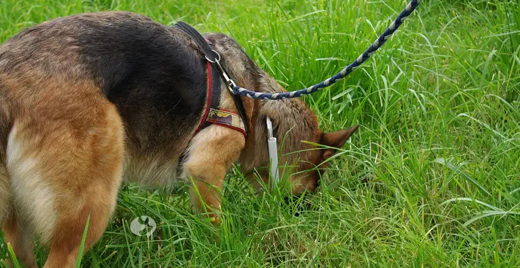 Cindy und unsere erste Fährtenausrüstung Cindy und unsere erste Fährtenausrüstung