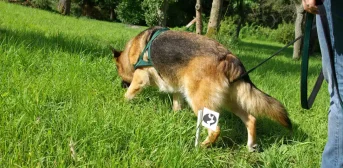 So beginnst du die Fährtenarbeit mit deinem Hund - Cindy fährtet im Garten