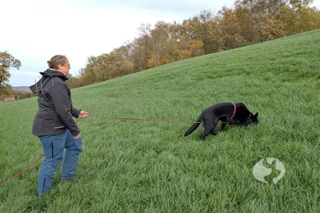 Das Friesenhund Böttcher Geschirr – Maßarbeit für deinen Fährtenhund