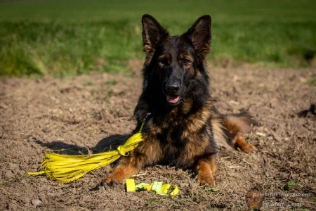 das kleine Friesenhund Outlet-Center Kategoriebild aufgenommen von Stefanie Loidl