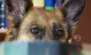 der-Friesenhund-Blog-Titelbild-Cindy-mit-Buch_mobile