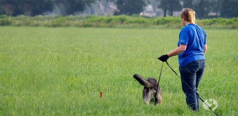 der ultimative Friesenhund Fährtenleinen-Guide - Maja setzt Düse zur IGP2-Fährte an
