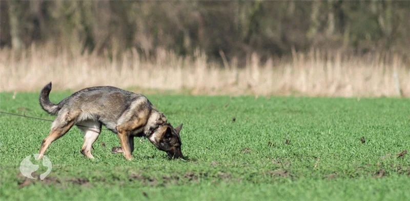 der ultimative Friesenhund Fährtenleinen-Guide - Fährtentraining mit Düse