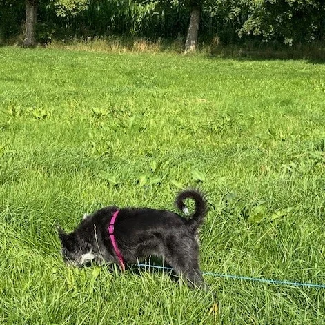 Wolfgang Müller mit Meggie (Podenco-Mix)